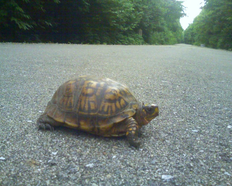 Turtle on the Greenway - Photos from Chris Hardie