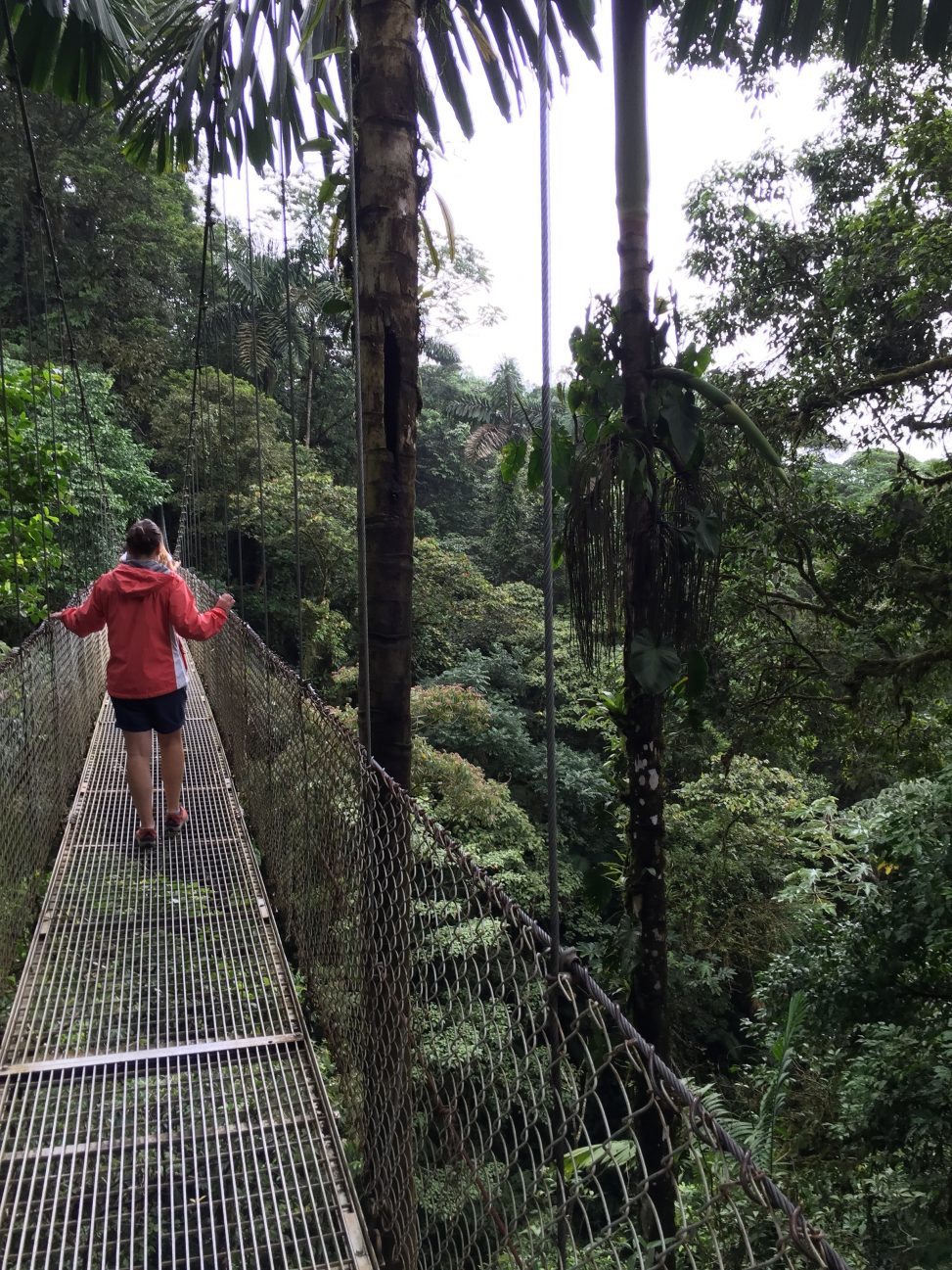 Canopy Bridge Photos From Chris Hardie