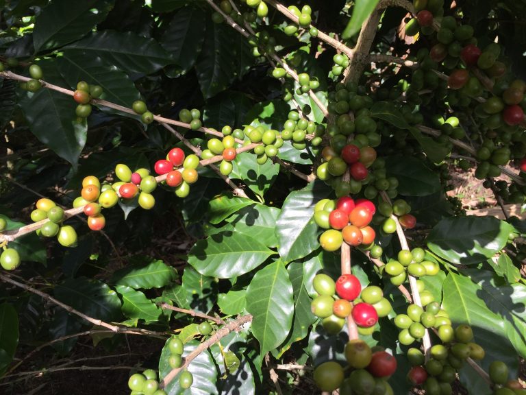 Coffee berries Photos from Chris Hardie