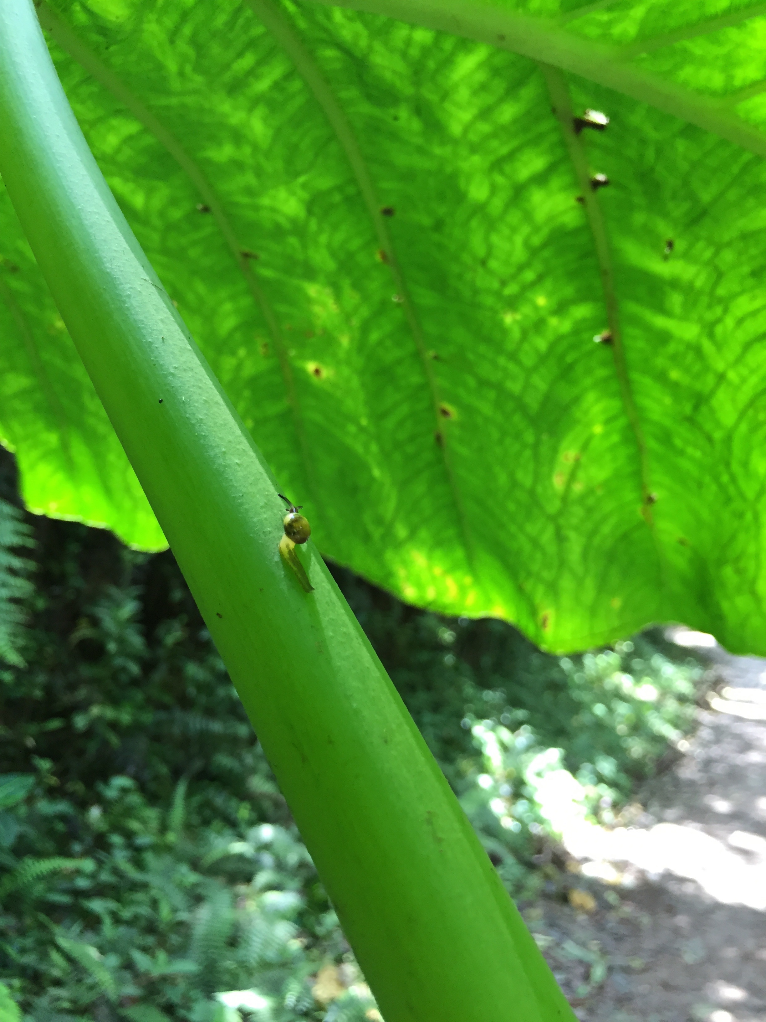 snail-photos-from-chris-hardie