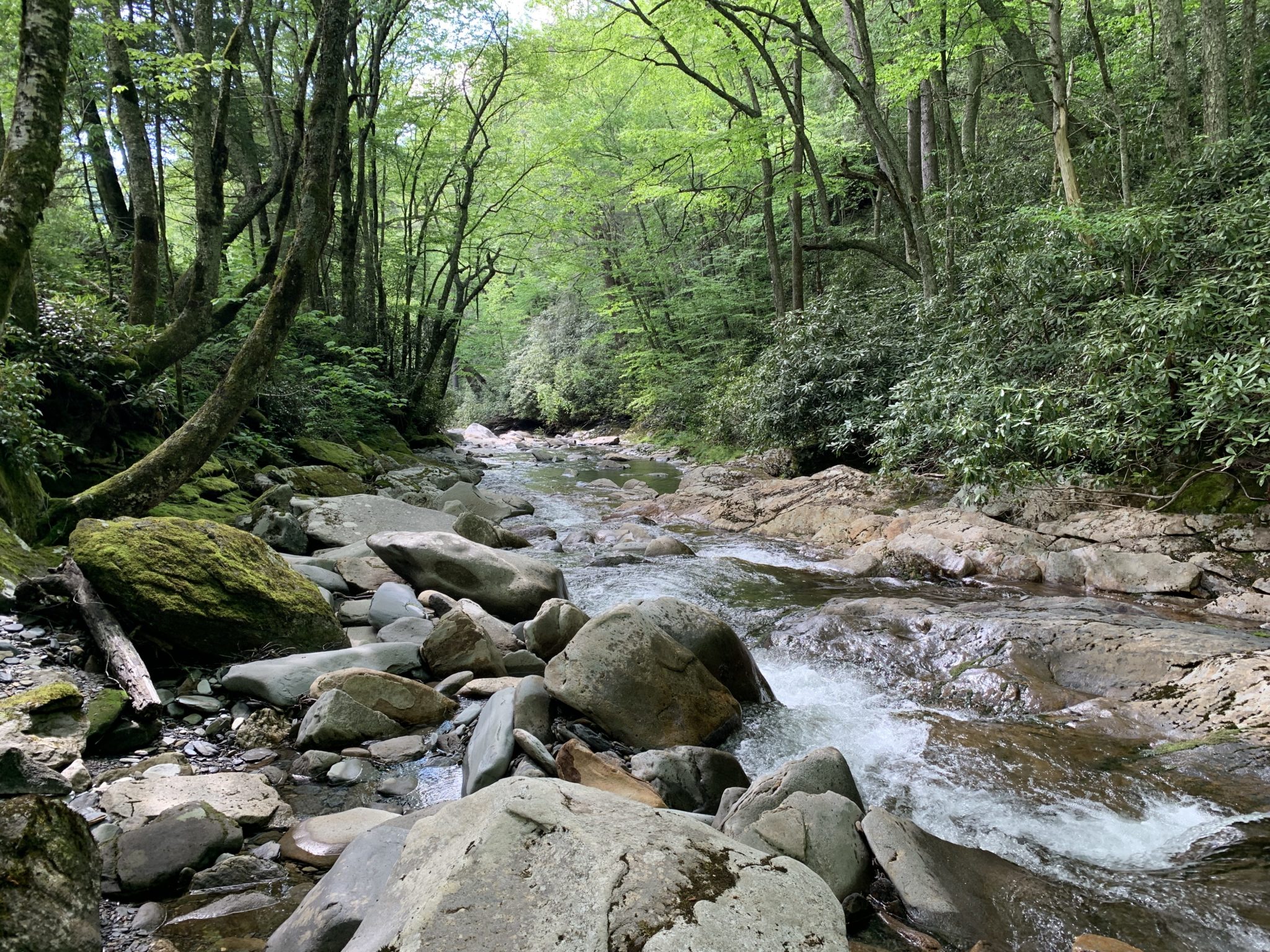 North Carolina creek - Photos from Chris Hardie